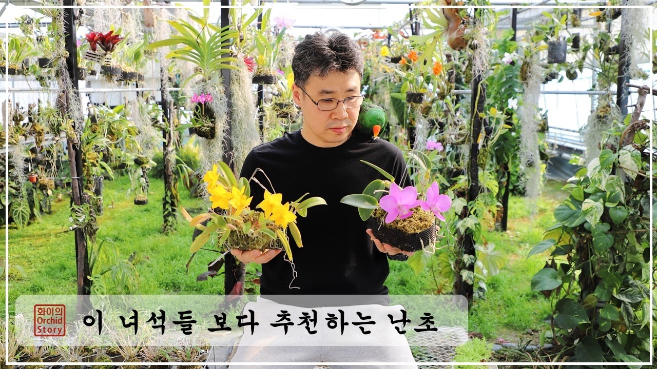 난초 추천 - 잘 크고, 향기 좋고, 다양한 연출까지