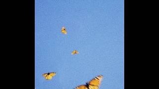 Fiji Blue - Butterflies