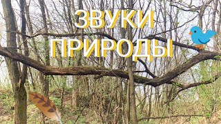 ЗВУКИ 🌳 ЛЕСА & #ПЕНИЕ 🎤 #ПТИЦ & ВЕСЕННЯЯ 🌿 #ПРИРОДА - Nature & Animals & Wild Life