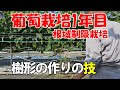 根域制限栽培 ぶどう1年目の育て方_テクニック実践編C。上に伸びて来た枝を左右に分けて、一文字樹形を作っていく手法を解説。シャインマスカット・ナガノパープル他、樹形を整えるテクニックは共通です。