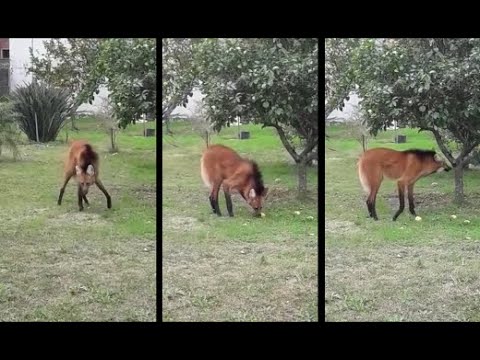 Graban en Sudamerica el Canino mas Extraño del Planeta | Los Videos mas Raros del Mundo 162 Graban en Sudamerica el Canino mas Extraño del Planeta | Los Videos mas Raros del Mundo 162