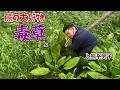 熊好みの猛毒草を熊系男子が食べてみた