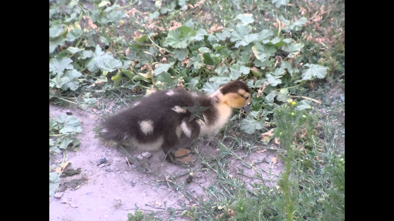 My home Zoo.....animals YouTube