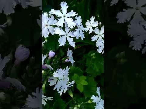 Примула Зибольда Изюми