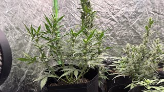How to lollipop and defoliate your cannabis plant blackberry by 42 fast buds  / garden update 