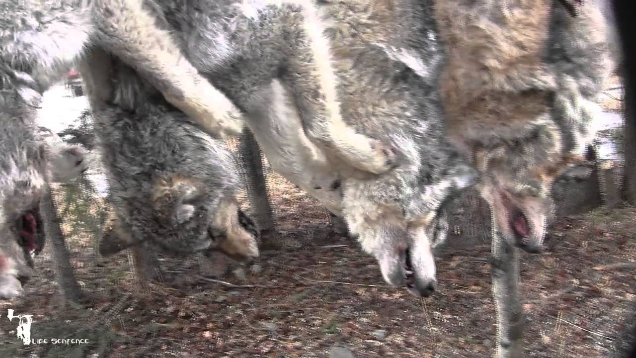 Amazing Wolf Kill Compilation Life Sentence Hunting YouTube