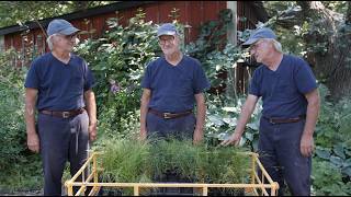 This Is What My (Carex) Dreams Are Like!  Epsiode #248