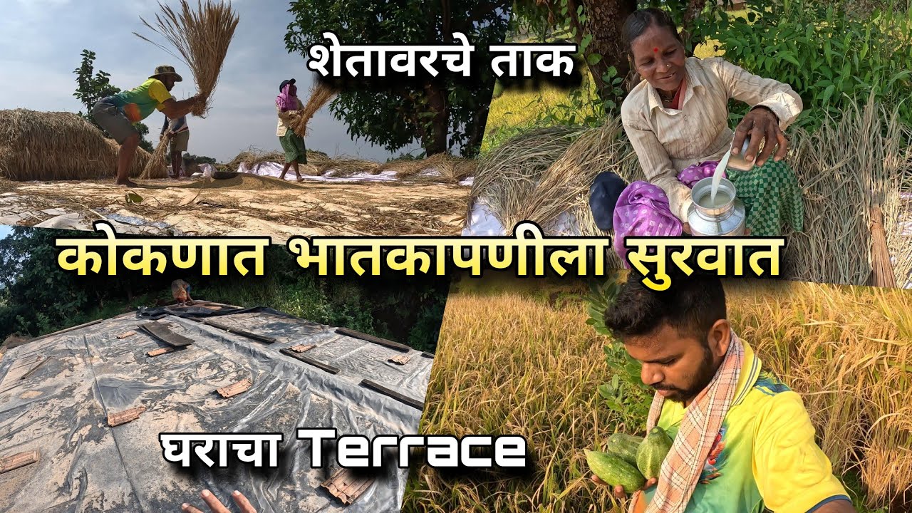 कोकणात भातकापणीला सुरवात - शेतातल्या काकड्या, अवनीची मज्जा | Rice Farming, Konkan | Kokankar Avinash