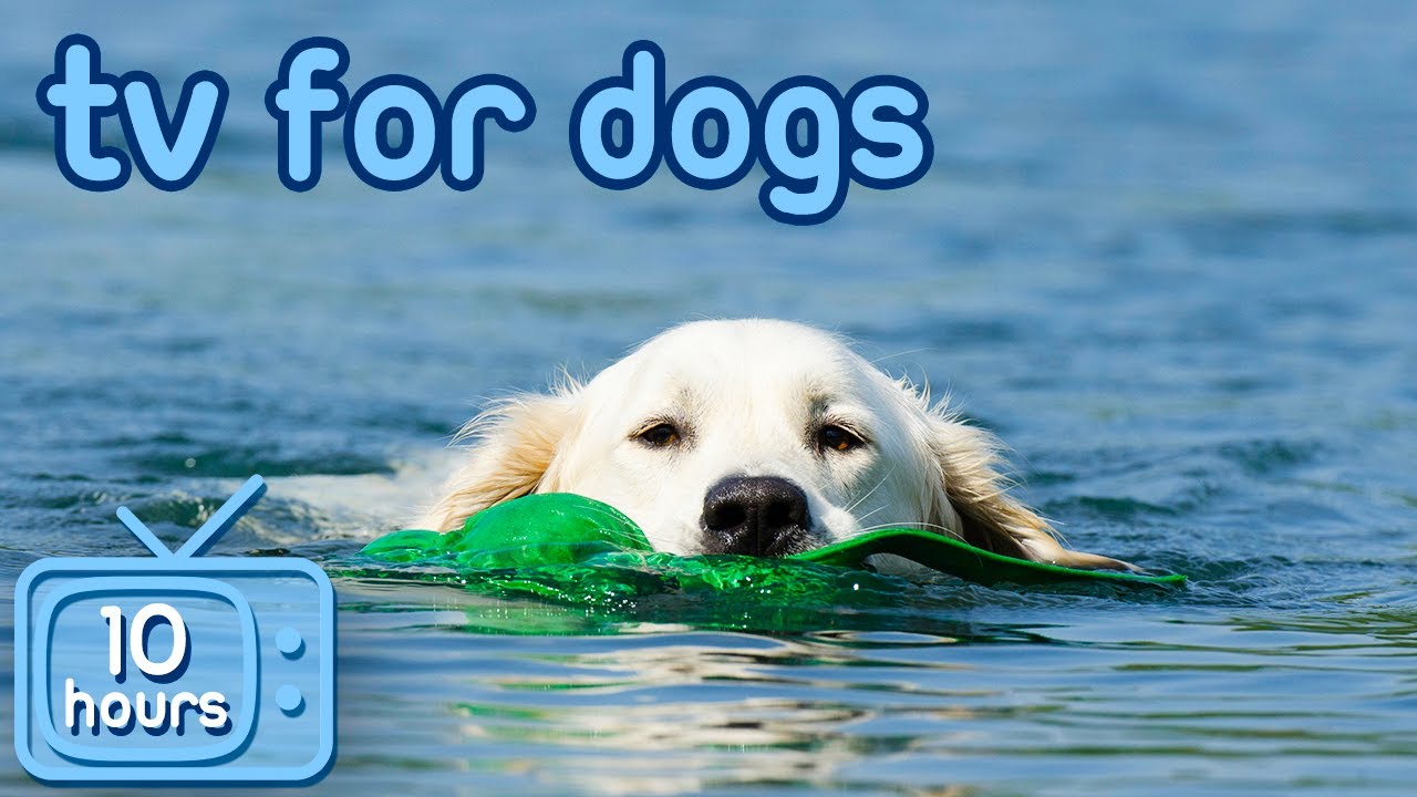 Virtual TV for Dogs: Boredom Busting Videos with ASMR Music