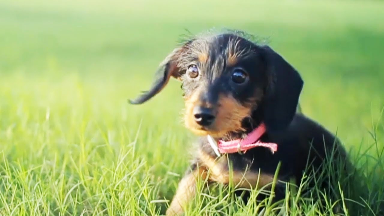 puppy paradise Baby Jewel Wades Through Tall Grass | The Daily Puppy