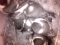 Birdcam_2010-05-13_10-15-44.avi