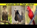 THE 10 RAREST BIRDS IN THE WORLD II Kannada