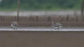 Wildlife Bird Footage - Bar-tailed Godwit
