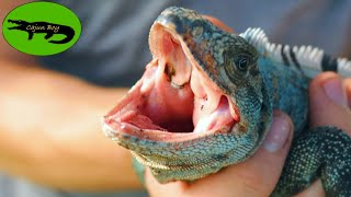 Catching the FASTEST Lizards in the World!