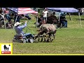 Toy Car Races - What About Bob Chuckwagon Races 2022 |  Saturday