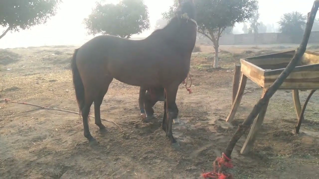 The Power of Horses 🐎 | Stunning Speed, Strength & Natural Beauty | Full HD Horse Video