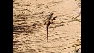 Western Whiptail Lizard in the Diablo Range Lower Foot slopes