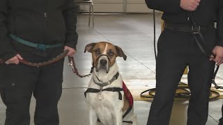 Sac Metro Fire emotional support canines focus on helping firefighters