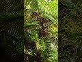 #ihavethisthingwithplants #foliageplant #plants #nature