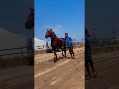 وقف وقفة الملوك هاد الخيل فيه النيف والهيبة تبوريدة خيل عربي الخيالة فن الفروسية الخيول خيل