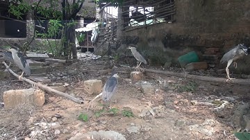 Chuẩn Bị Mùa Bẫy Vạc 2023/ Anh em thiếu đồ bẫy tham khảo