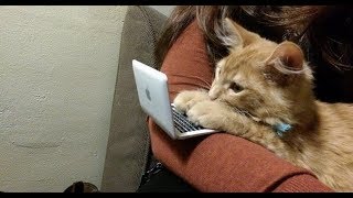 СМЕШНЫЕ КОТЫ И ДРУГИЕ ЖИВОТНЫЕ 2018 СМЕШНЫЕ КОТЫ И ДРУГИЕ ЖИВОТНЫЕ 2018