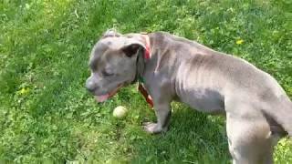Good boy Bruce ! Playing after muzzle training Wealth
