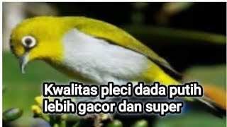 suara pleci dada putih yang gacor dan nembak setelah minum doping