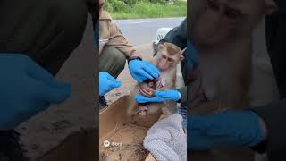Famous Try to rescue poor abandoned mother monkey and her newborn #monkeysr #animal #monkey #cute Profile