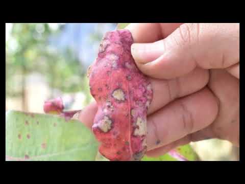 Video: Problemas comunes del árbol de eucalipto: Enfermedades del árbol de eucalipto