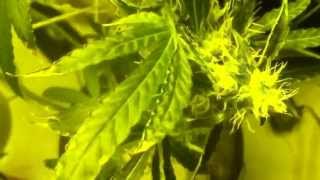 Orange Haze - Partial Harvest