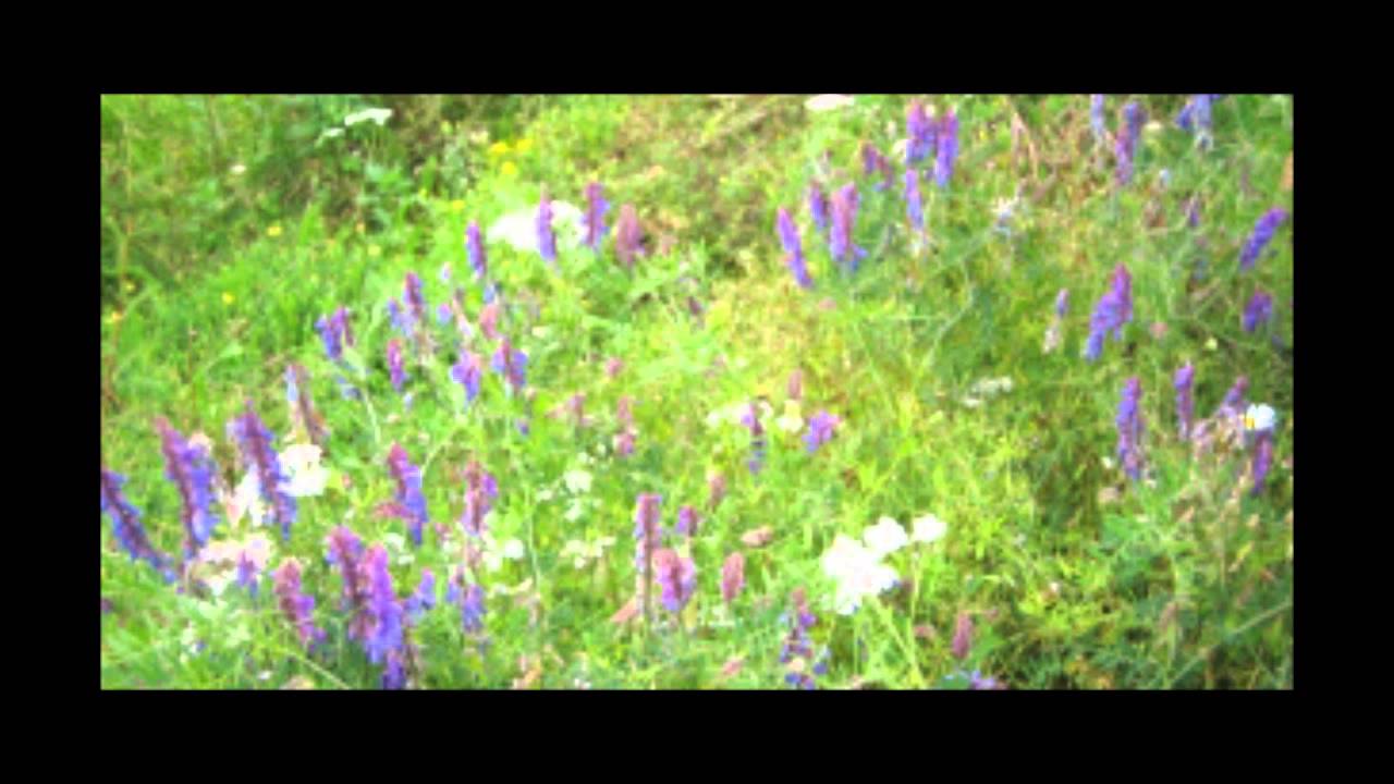 Wildlife Conservation Day