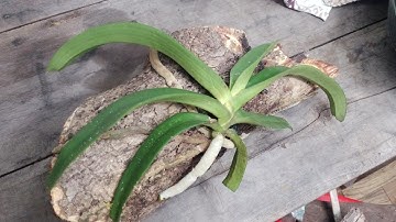 Hoàng Nhạn Và Nghinh Xuân Buôn Đôn Tối 25.11.2020