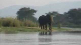 Liwonde National Park - Malawi