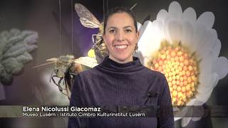 967 - TG Cimbro - Zimbar Earde - Luserna