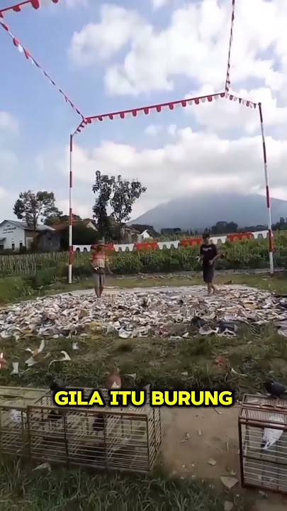 Download lagu What is the difference between a table pigeon and a free pigeon? #shorts #table pigeon #pigeonplayer