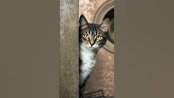 Leave me alone#strangestthings #cat