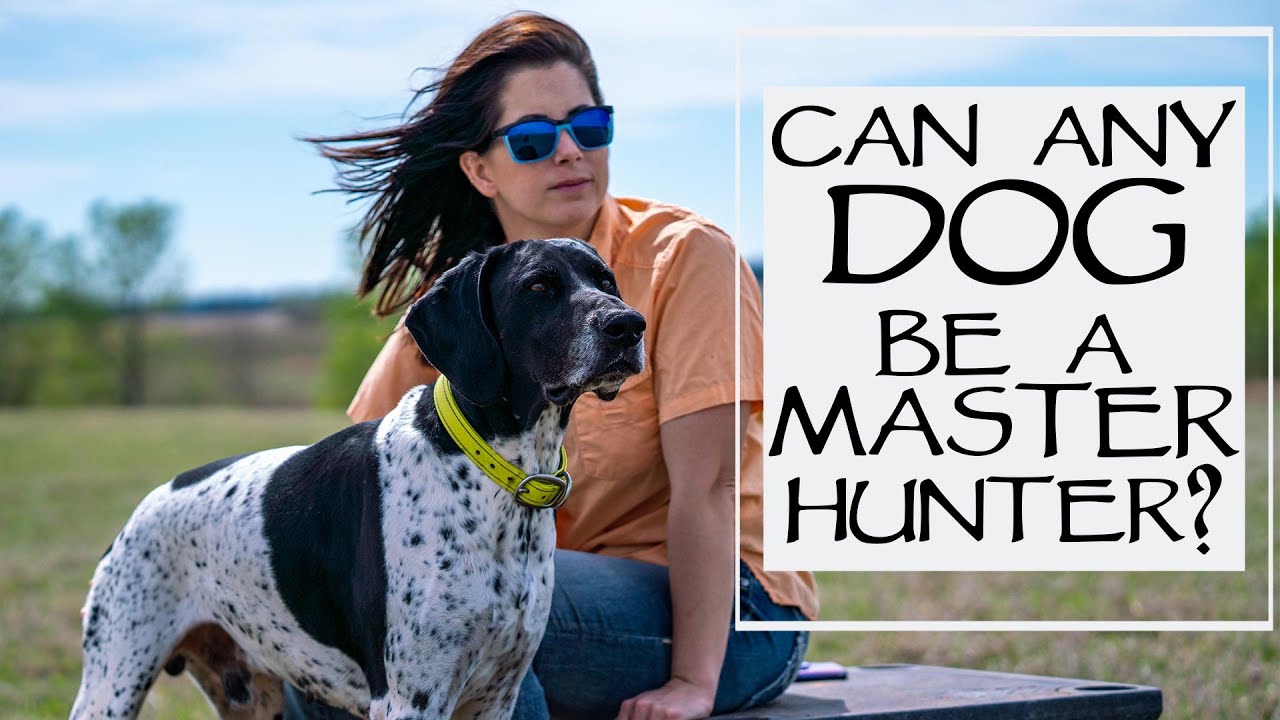 You Ask We Answer Can Any Dog A Master Hunter Episode 30 Part