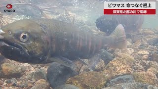 【速報】ビワマス、命つなぐ遡上 滋賀県北部の川で産卵