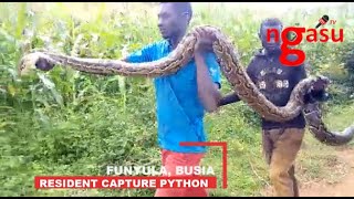 Viral Video showing residents of Kabwodo village, in Funyula, captured a big python