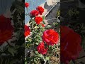 khubsurat rose flower #home garden #flowers
