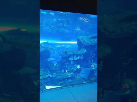 Dubai mall aquarium