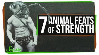 7 Ridiculous Feats of Strength in the Animal Kingdom 7 Ridiculous Feats of Strength in the Animal Kingdom