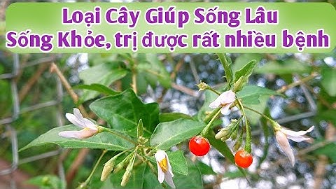 Cà Gai leo và những Công dụng Thần Kỳ, trị được rất nhiều loại bệnh Rất hay. PHAN HẢI Channel