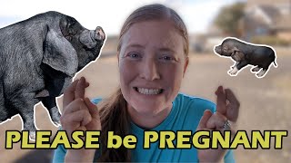 Is our PIG pregnant | How to pregnancy test a pig