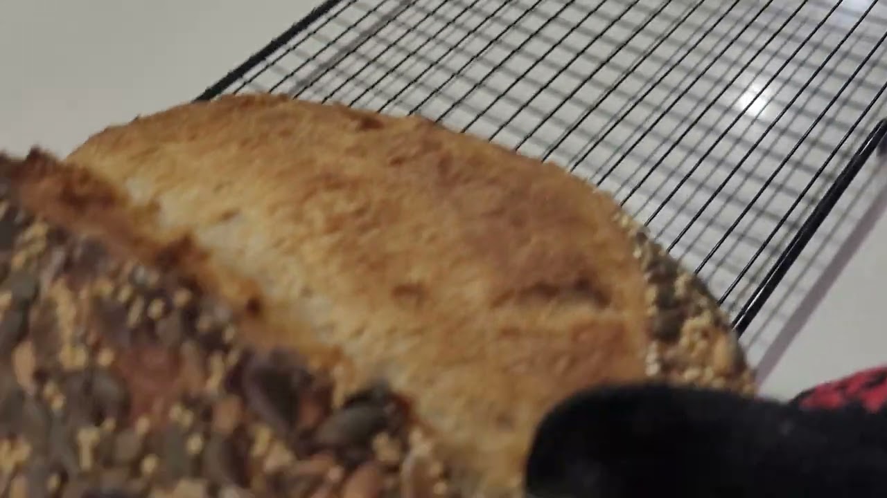 לחמי מחמצת כפריים בעבודת יד elixyo-bread
