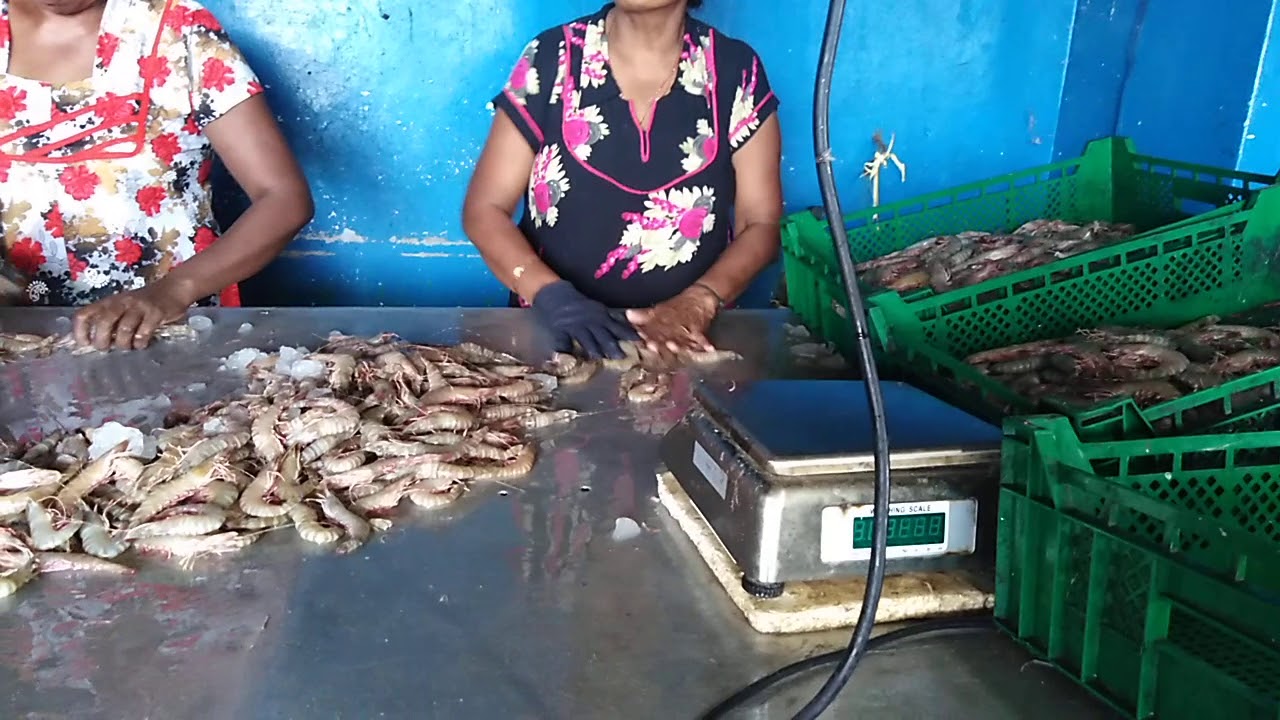 Shrimp Export Sri Lanka Alphones seafood YouTube