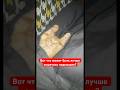 Вот что может быть лучше кошачьих подмышек?