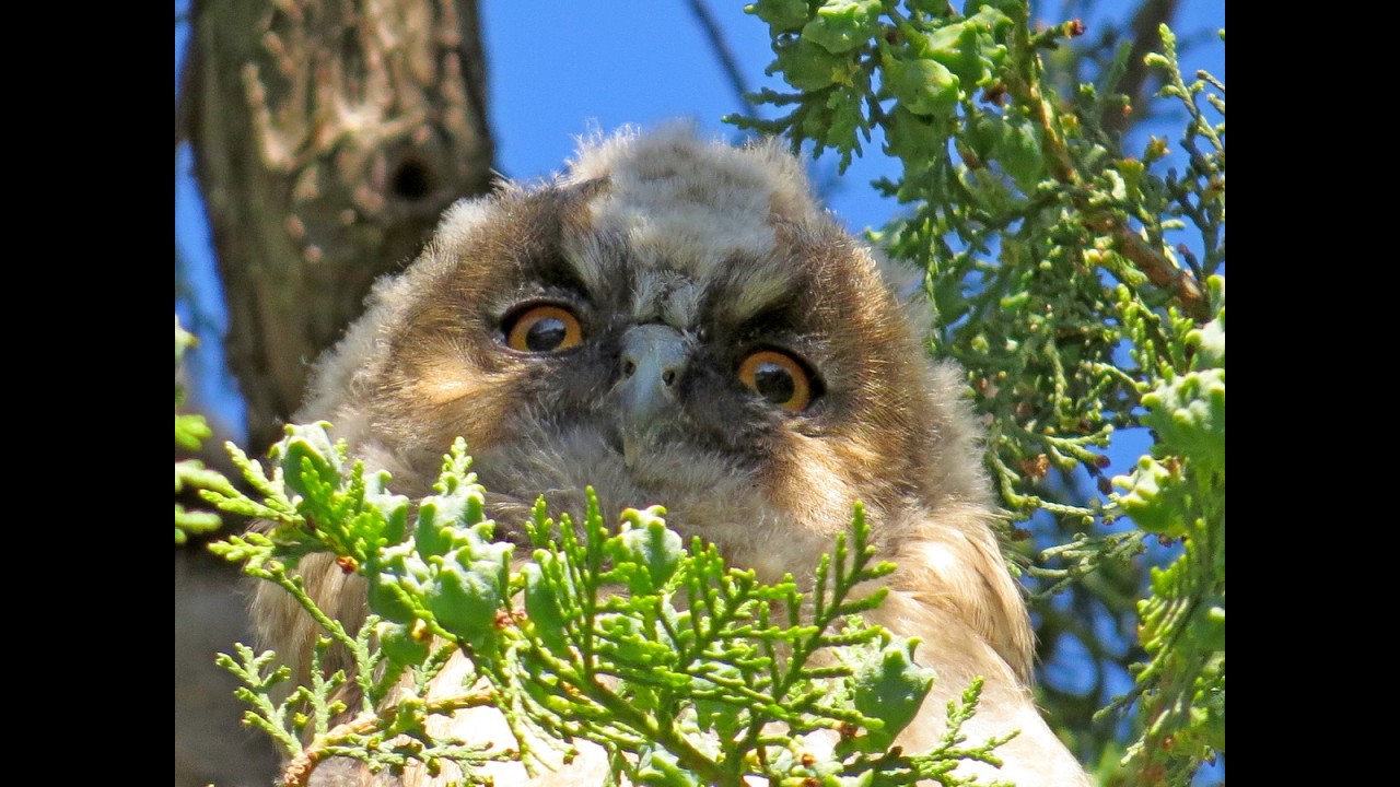 Семейство ушастых сов с птенцами. Феодосия.