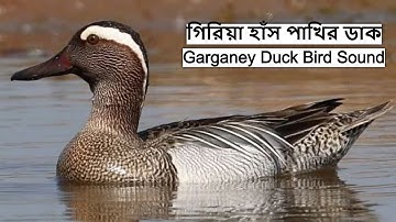 গিরিয়া হাঁস পাখির ডাক | Hans Pakhi Dak | Garganey Duck Bird Call | Garganey Sound @wildindiamit​